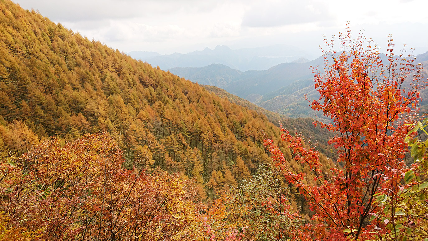 紅葉の写真